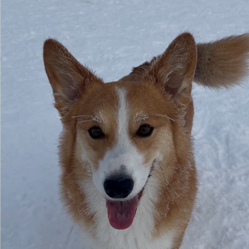 Meet your Posher, Max